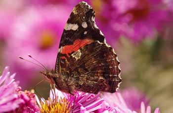 电话连环呼叫软件