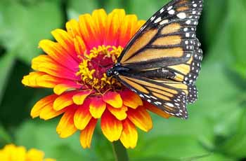 在线免费轰炸电话网页版