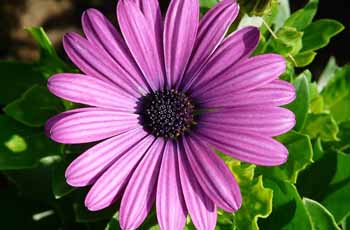 在线轰炸电话软件版