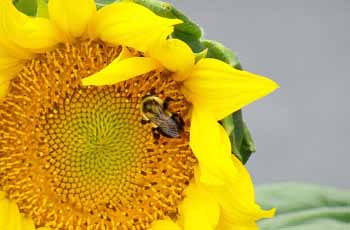 在线免费轰炸电话网页版