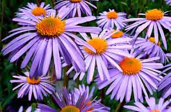 快手卡密店铺的网页电话直接拨打